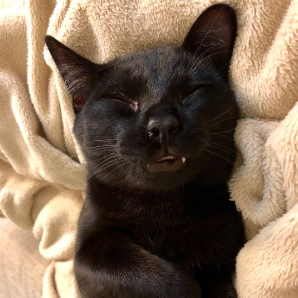 Meet your Posher, Olivia - Picture 1 of 1